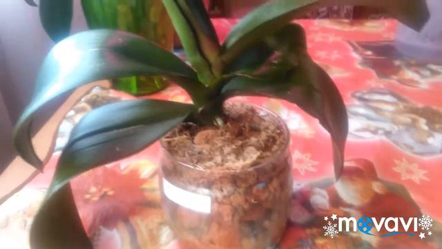 Результаты пересадки через месяц. смотреть онлайн