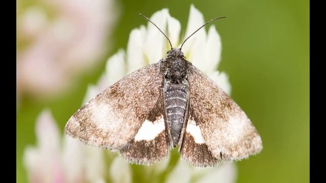 Читаем книгу. Мир животных. Моли и другие бабочки смотреть онлайн