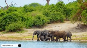 Коран сура Аль-Фил видео 4к Миншави -Minshawiy