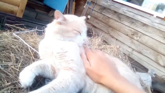 милый котик пушок ластится смотреть онлайн