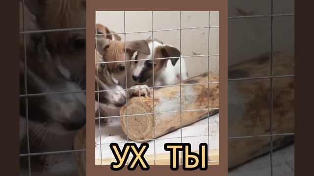 ЗАЧЕМ НАМ ДРОВА ? смотреть онлайн