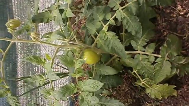 Томат сорта Коралл на ранний урожай смотреть онлайн