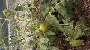 Томат сорта Коралл на ранний урожай