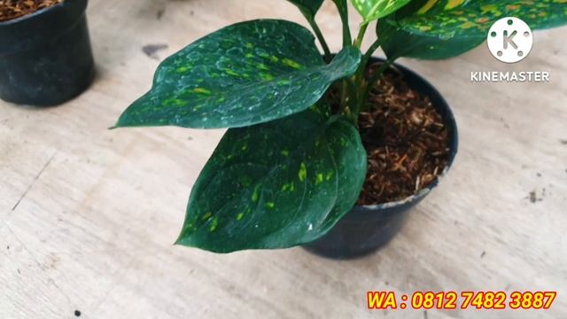 Paket Aglonema Super Murah‼️8 Pot Cuma 200 Ribu? смотреть онлайн