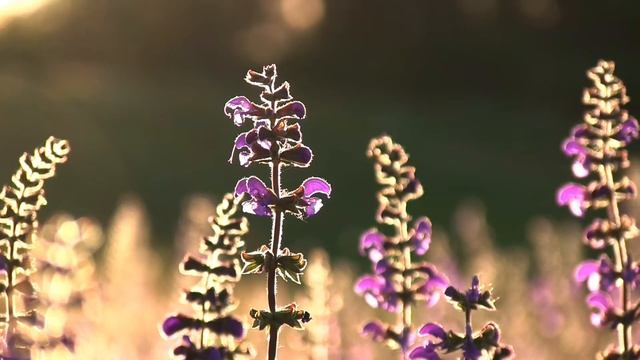SOMMER UND BLUMEN ! смотреть онлайн
