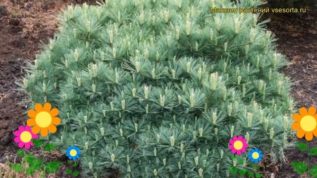 Сосна веймутова Минима. Краткий обзор, описание характеристик, где купить pinus strobus Minima смотреть онлайн