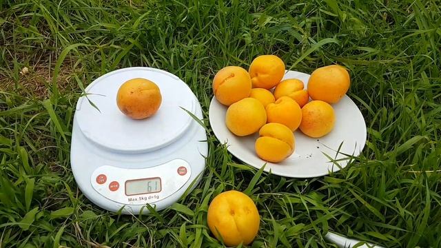 Вкуснейший абрикос смотреть онлайн