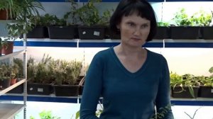 Комнатный гранат. Как вырастить новые саженцы.