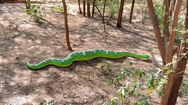 Anaconda Snake Attack In Real Life #snake #python #snakes #nagin #anaconda #bigsnake #anacondasnake смотреть онлайн