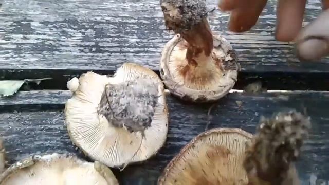 Чёрный груздь или тонкая свинушка??? (Lactarius necator vs Paxillus involutus) смотреть онлайн