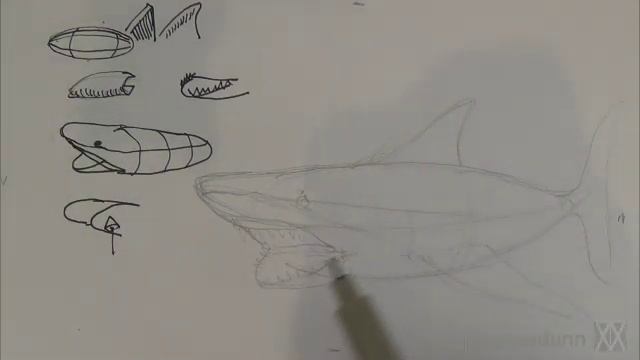 Pen and Ink Drawing Tutorials | How to draw a shark смотреть онлайн