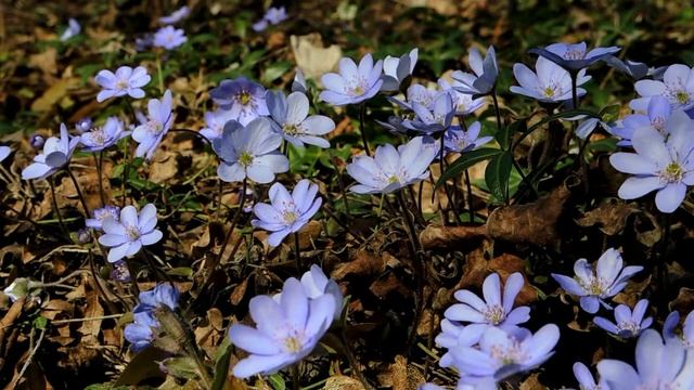 Jaro s podléškou (Hepatica nobilis) смотреть онлайн