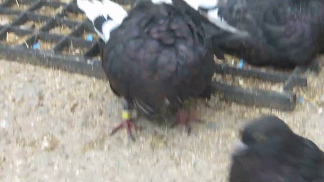 Серпастые рыжие голуби Белогуба Георгия Кузмича смотреть онлайн