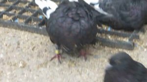 Серпастые рыжие голуби Белогуба Георгия Кузмича