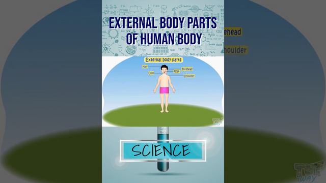 External Body Parts Of Human Body     #tutway #freeonlineeducation #science #bodyparts #humanbody