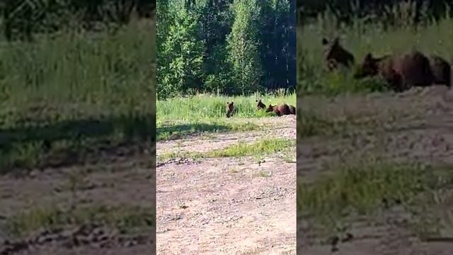 медведи на нефтегазовом проэкте смотреть онлайн