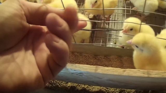 Закупка еще 500 шт. суточных бройлеров росс 308. Взвешивайте цыпленка после покупки! Норма 42 гр ! смотреть онлайн