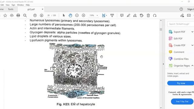histo of GIT .. revision 1 смотреть онлайн