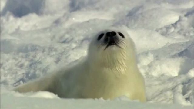 Окружающий мир 4 класс Перспектива. ТЕМА "В ЛЕДЯНОЙ ПУСТЫНЕ" с.78-81 смотреть онлайн