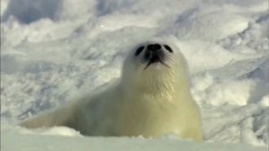 Окружающий мир 4 класс Перспектива. ТЕМА "В ЛЕДЯНОЙ ПУСТЫНЕ" с.78-81