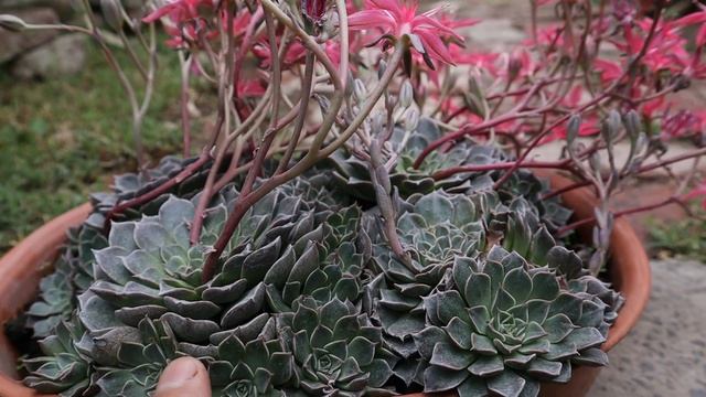 Cuidados del Tacitus bellus - Graptopetalum bellum смотреть онлайн