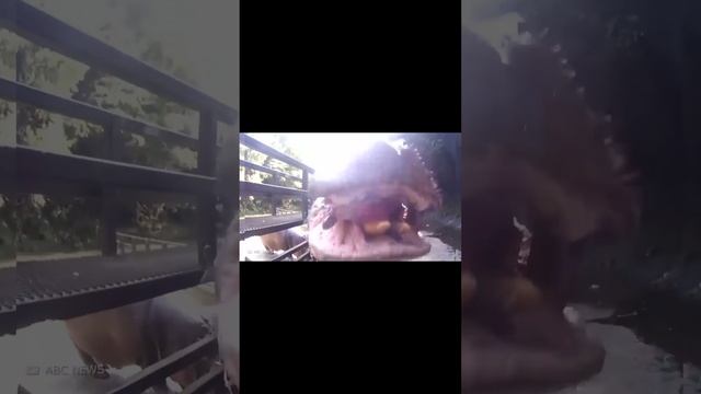 Вот Почему БЕГЕМОТ — Самое Опасное Животное АФРИКИ #shorts смотреть онлайн