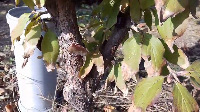 Фундук Трапезунд и саженцы кизила сорта Семен. смотреть онлайн