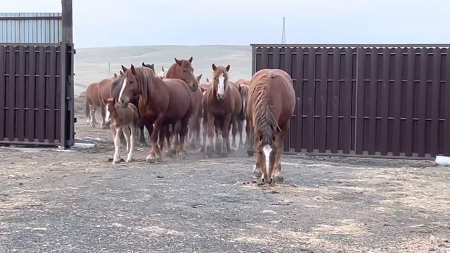 Лошади пришли с пастбища ? и пока жеребец не проверил обстановку, кобылы не заходили в загон. смотреть онлайн