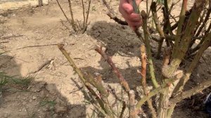 Обрезка РОЗ весной. РОЗЫ уход весной.