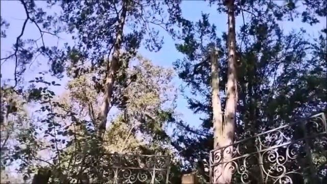 Мальчикам дубы,девочкам липы Парковое великолепие Замка в Красичине Глава 5 Парковая и озёрная смотреть онлайн