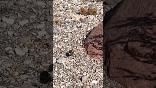 Nest Foraging Cactus Wren смотреть онлайн