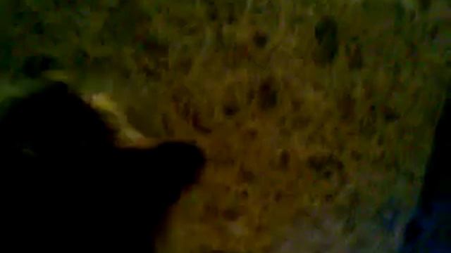 котёнок носит игрушку) смотреть онлайн