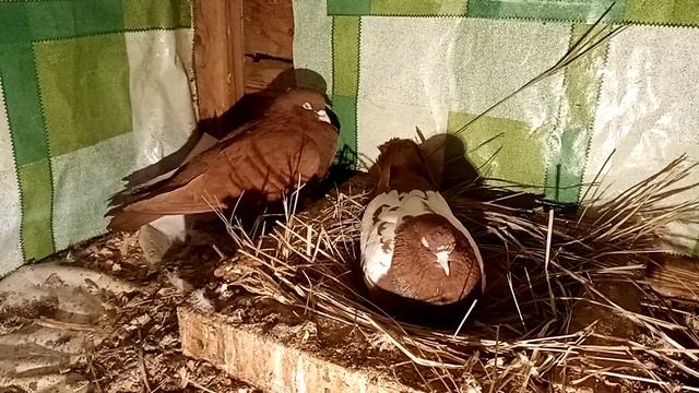 Голуби. Мой красные чили, снесли первое яйцо. 2021г. смотреть онлайн