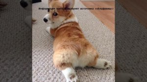 КАК УХАЖИВАТЬ ЗА ЩЕНКОМ КОРГИ?|ВЕЛЬШ КОРГИ ПЕМБРОК/КОРОЛЕВСКИЕ СОБАКИ|