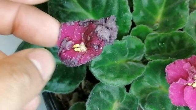 Mis violetas africanas odian el exterior chuyito jardinero смотреть онлайн