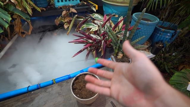 Issues Watering Crotons || Indoor Winter Houseplant Watering смотреть онлайн