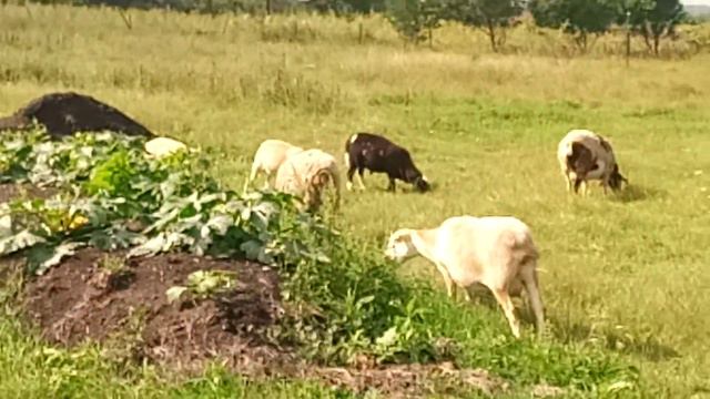 овцы.24.08.20г. смотреть онлайн