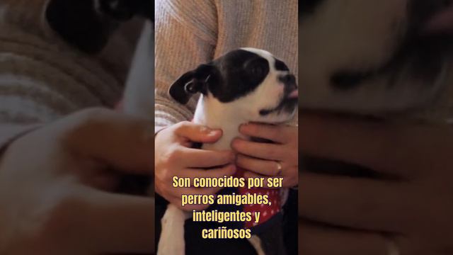 5 datos curiosos de los Boston terrier que debes conocer