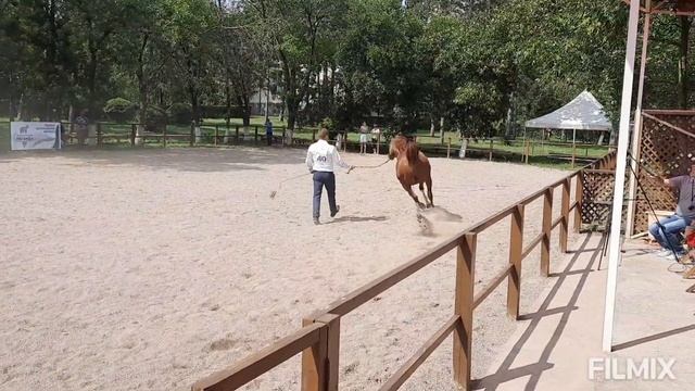 Жеребцы/Терский конный завод/ЗВЕЗДА ПЯТИГОРЬЯ/Част 5/Шоу Арабских лошадей/TAMAR arabian stud смотреть онлайн