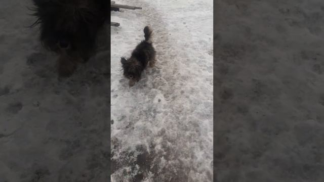 Кто помнит Ёршика ?❓❔ смотреть онлайн