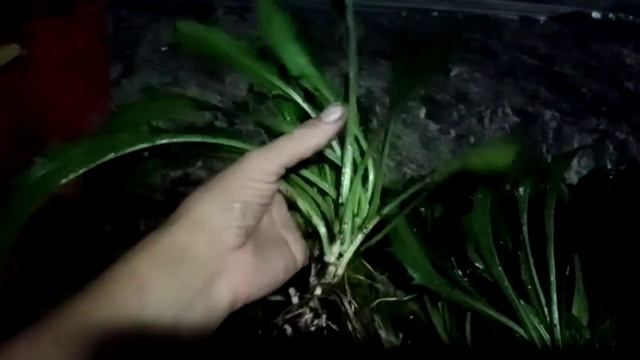 Ромашка "Фиона". Размножение смотреть онлайн