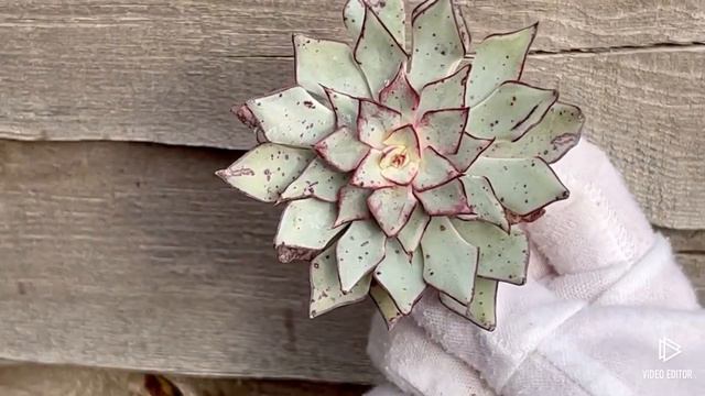 Echeveria Strictiflora V Nova