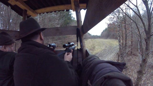 Schmalrehjagd In Ungarn!