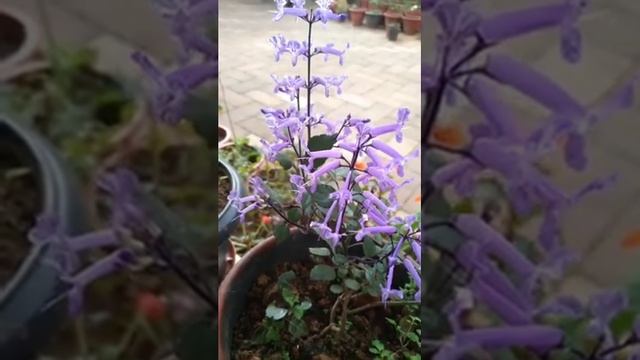 Plectranthus Mona Lavender Plant - In Malayalam