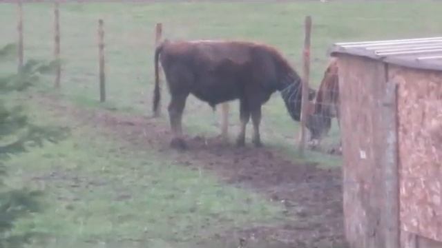 наш 7 месячный бычек и мини корова смотреть онлайн