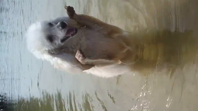 ПРИКОЛЫ С ЖИВОТНЫМИ 2014. СОБАКА КОТОРАЯ НЕ ХОЧЕТ ПЛАВАТЬ смотреть онлайн