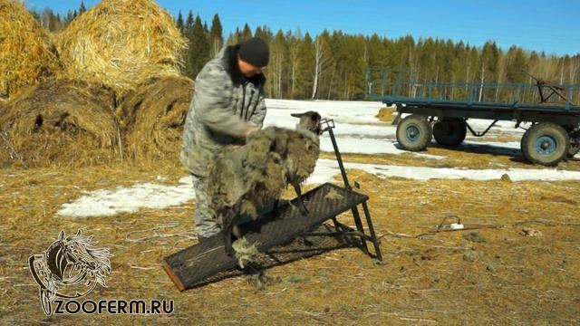 Стрижка овцы. Станок для стрижки коз и овец.