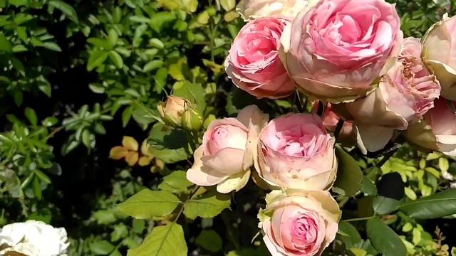 Розы. Сладости воспоминаний. смотреть онлайн