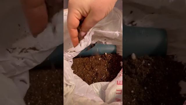 Посев петуньи смотреть онлайн