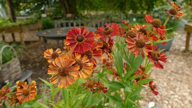 Helenium 'Salsa' смотреть онлайн